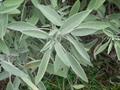 garden sage، common sage